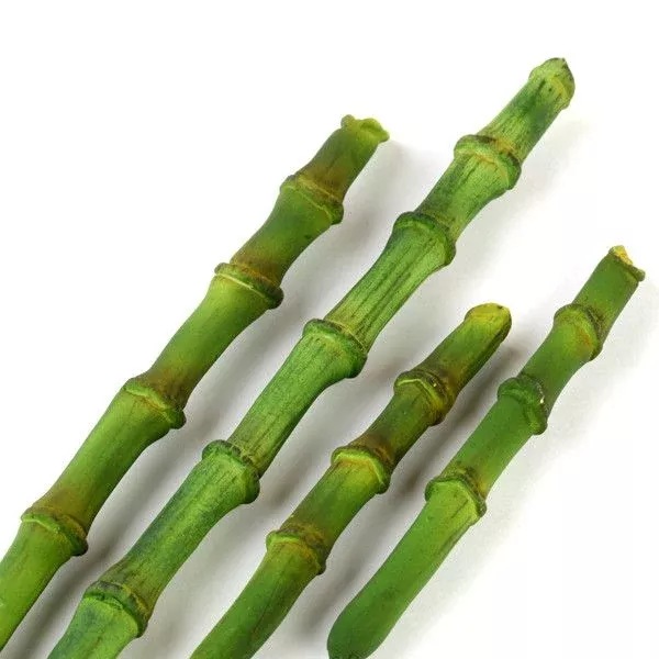 bamboo-stalks Bamboo Stalks