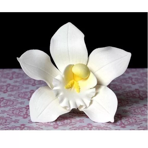 Cymbidium Orchids - White