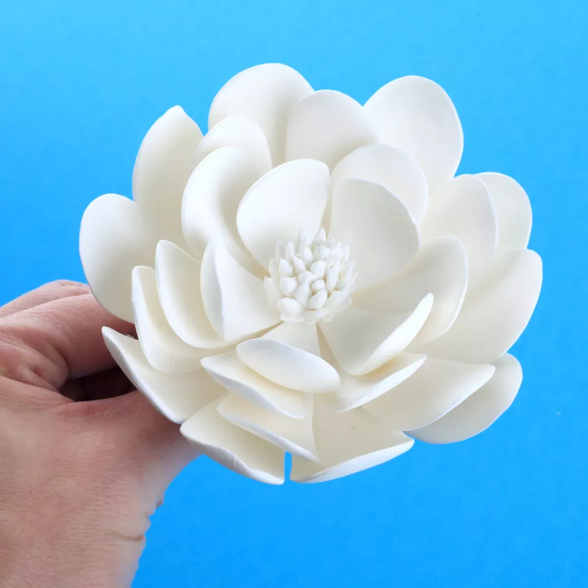 Dahlias