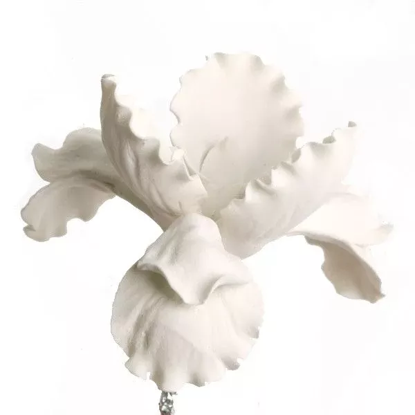 full-bloom-dutch-irises-white Full Bloom Dutch Irises - White