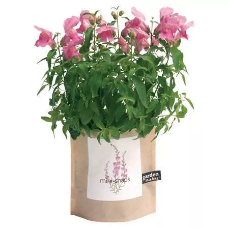 garden-in-bag-snapdragon Garden in a Bag: Snapdragon