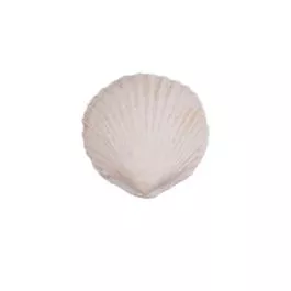 Gumpaste Beige Large Clam Shell 6 pieces