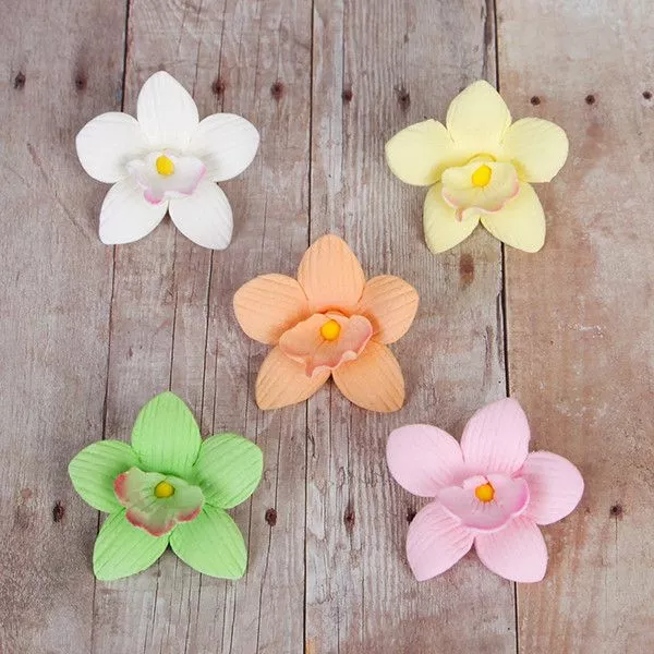 mini-cymbidium-orchids-assorted-colors Mini Cymbidium Orchids - Assorted Colors