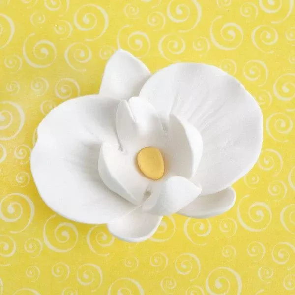 phalaenopsis-orchids-buds-white Phalaenopsis Orchids & Buds - White