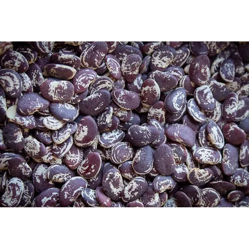 rancho-gordo-christmas-lima-bean Rancho Gordo Christmas Lima Bean