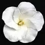 royal-icing-hibiscus-medium-white Royal Icing Hibiscus - Medium - White
