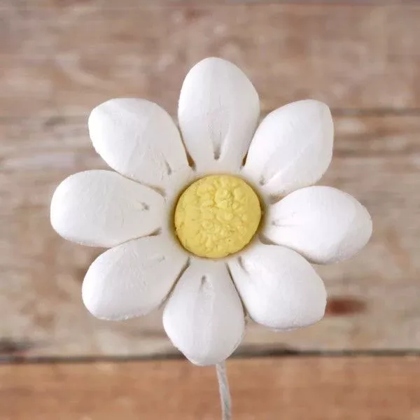 small-single-petal-daisies Small Single Petal Daisies