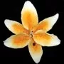 stargazer-lily-xl-orange Stargazer Lily XL Orange