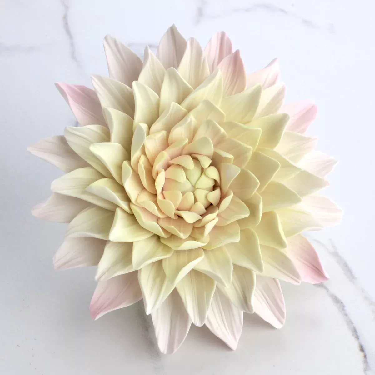 summer-dahlia Summer Dahlia