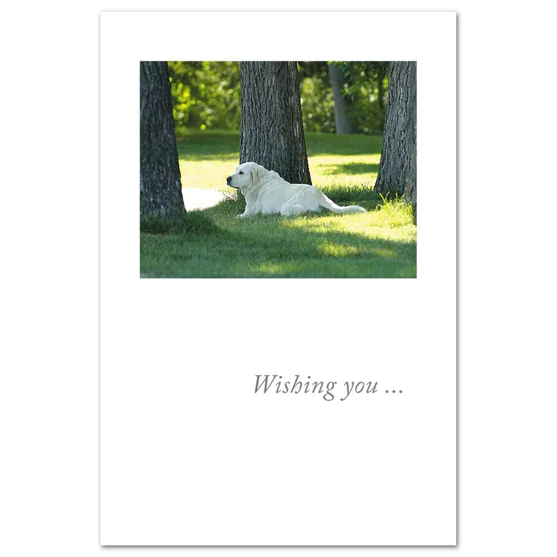 yellow-lab-card Yellow Lab Card